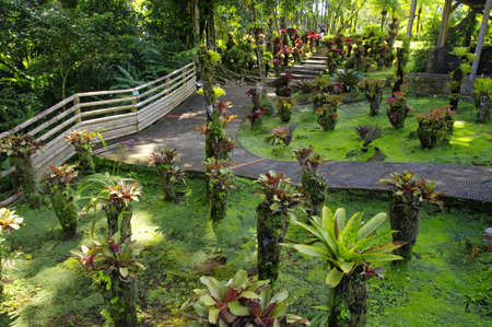 France, Martinique, the tropical  garden of Balata, Lesser Antillesの写真素材