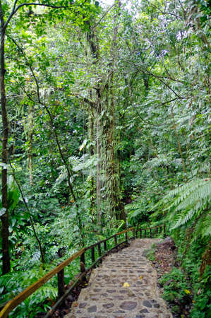 The Emerald Pool Trail. Central Forest Reserve. Dominca island, Lesser Antillesの写真素材