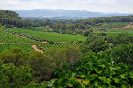 Landscape of vineyards in the Penedes vine zone, Catalonia, Spain.の写真素材