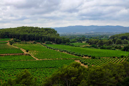 Landscape of vineyards in the Penedes vine zone, Catalonia, Spain.の写真素材