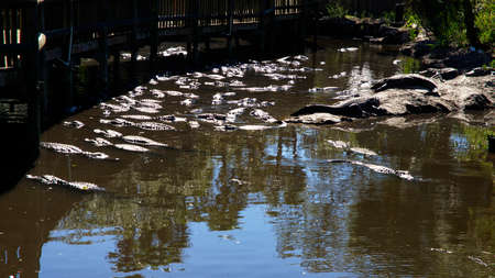 ST AUGUSTINE, FLORIDA, US - OCTOBER 23, 2017: A group of Alligators gather near the edge of a pond, St. Augustine Alligator farm, St. Augustine, FLのeditorial素材