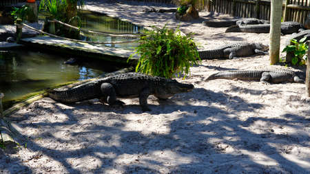 ST AUGUSTINE, FLORIDA, US - OCTOBER 23, 2017: A group of Alligators gather near the edge of a pond, St. Augustine Alligator farm, St. Augustine, FLのeditorial素材
