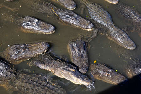 ST AUGUSTINE, FLORIDA, US - OCTOBER 23, 2017: A group of Alligators gather near the edge of a pond,...