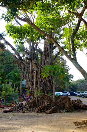 GRAND BAIE / MAURITIUS - AUGUST 13 2018: Old banyan tree in nebter of the Grand Baie town, Mauritiusのeditorial素材