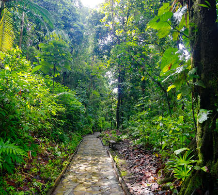 A stone trail leading to Chute du Carbet waterfalls group inside a tropical forest located in Basse-Terre, Guadeloupe.の写真素材