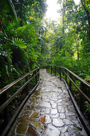 A stone trail leading to Chute du Carbet waterfalls group inside a tropical forest located in...