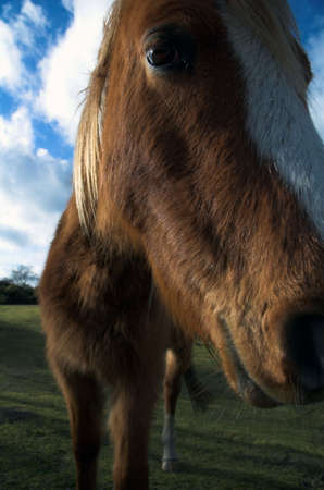 a wild horse in the new forest national park, england.の写真素材