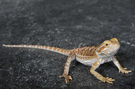 Bearded Agama lizard (Pogona vitticeps) Australia posing in front of a gray background and a floor imitating stoneの写真素材