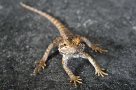 Bearded Agama lizard (Pogona vitticeps) Australia posing in front of a gray background and a floor imitating stoneの写真素材