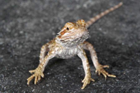 Bearded Agama lizard (Pogona vitticeps) Australia posing in front of a gray background and a floor imitating stoneの写真素材