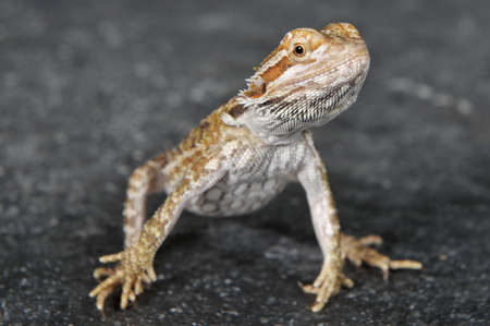 Bearded Agama lizard (Pogona vitticeps) Australia posing in front of a gray background and a floor imitating stoneの写真素材