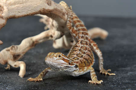 Bearded Agama lizard (Pogona vitticeps) Australia posing in front of a gray background and a floor imitating stoneの写真素材