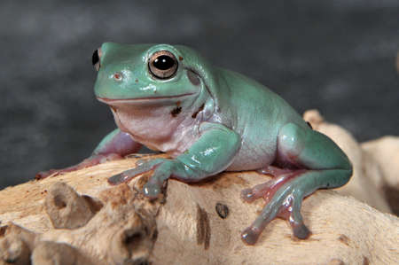 Litoria caerulea, the blue gold carulenne Tree Frogの写真素材