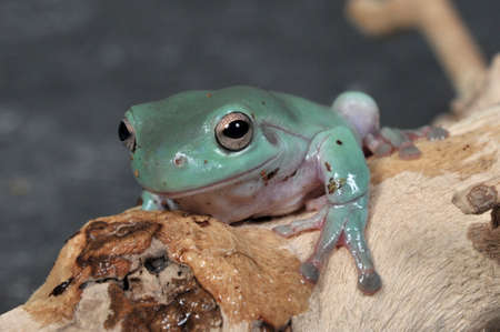 Litoria caerulea, the blue gold carulenne Tree Frogの写真素材