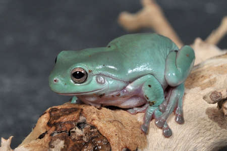 Litoria caerulea, the blue gold carulenne Tree Frogの写真素材