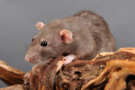 domestic ratの写真素材