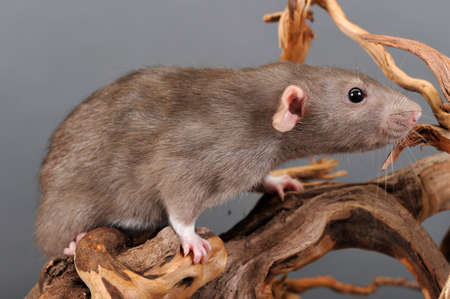 domestic ratの写真素材