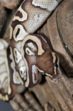 Mojave Ball Python