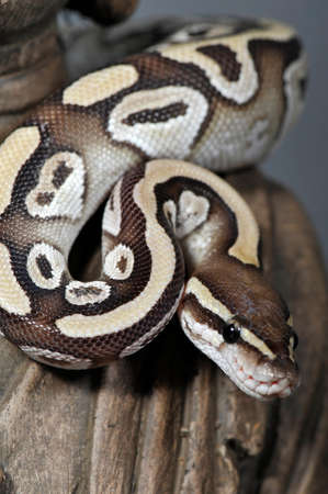Mojave Ball Pythonの写真素材