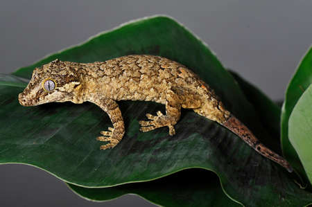 gecko or racodactylus auriculatusの写真素材
