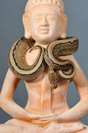 python regius pinstripe