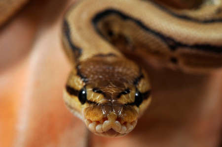 python regius pinstripeの写真素材