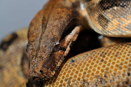 boa constrictor imperator reducced patern