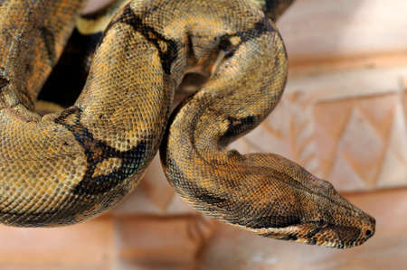 boa constrictor imperator reducced paternの写真素材