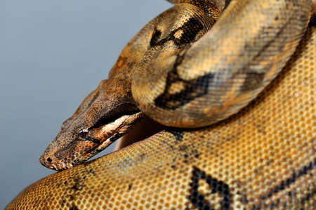 boa constrictor imperator reducced paternの写真素材