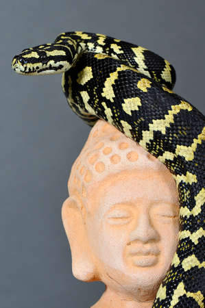 Python Morelia chegnei