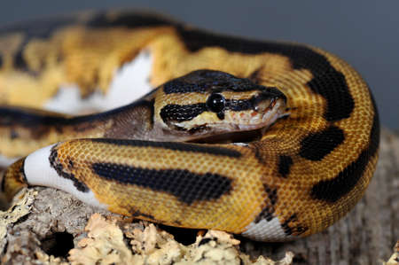 Ball Python foot-ballの写真素材