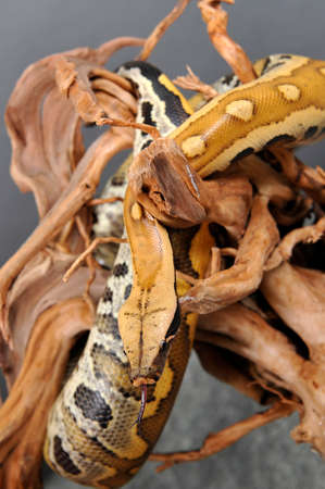 boa constrictor imperatorの写真素材