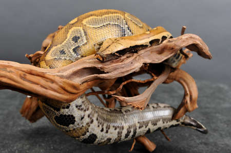 boa constrictor imperator