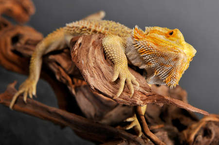 bearded agamaの写真素材