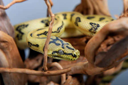 Python morelia