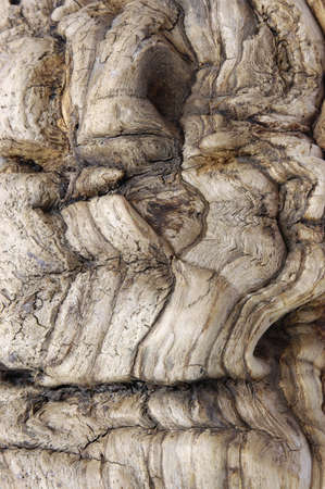 Structure of a tree