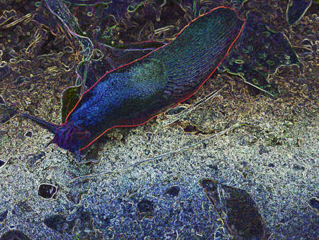 fauna IIIの写真素材