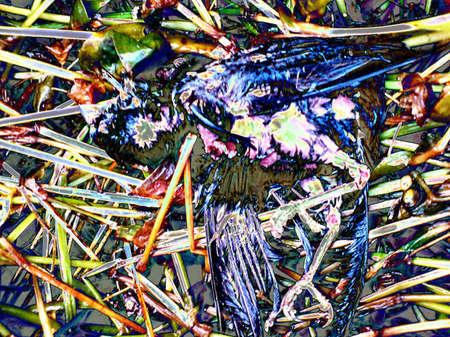 fauna IVの写真素材