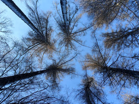 trees