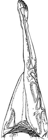edgy female leg line art illustrationのイラスト素材