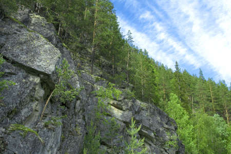 Mountain forest, Life's trees in the mountain place, norwayの写真素材