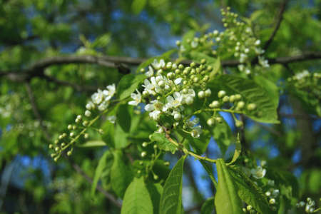 Spring trees' leaves and their lifeの写真素材