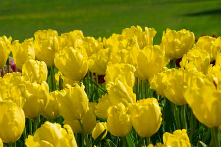 Yellow tulips in city parkの写真素材