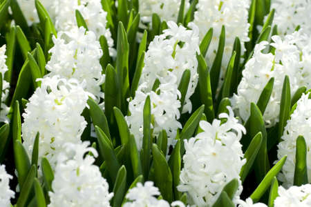 Spring flowers, white, macroの写真素材