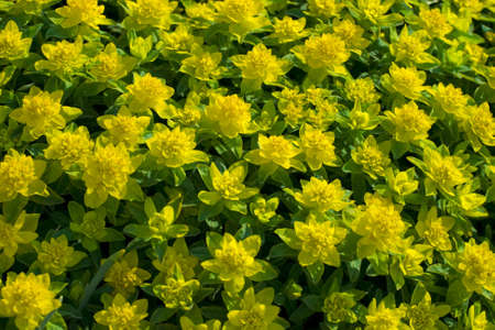 Wild yellow flowers in the park, green petalの写真素材