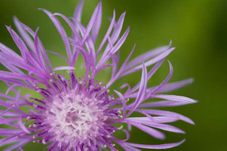Violet flower is outside in summer dayの写真素材