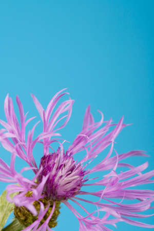 Violet flower is on the blue surfaceの写真素材