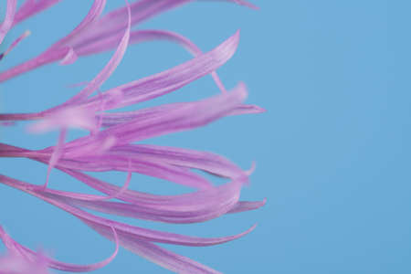 violet petals on the blue backgroundの写真素材