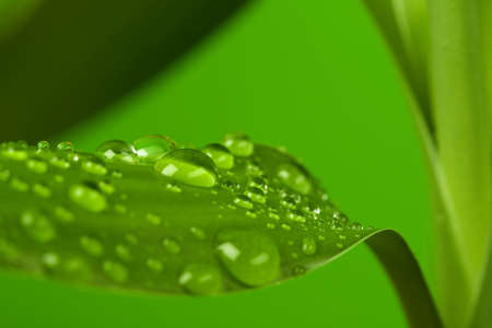 Green leaf of the plant with dew