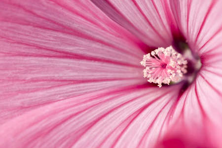 tenderness of pink flower, backgroundの写真素材